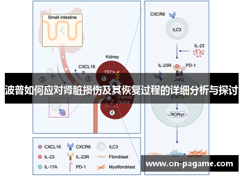 波普如何应对肾脏损伤及其恢复过程的详细分析与探讨